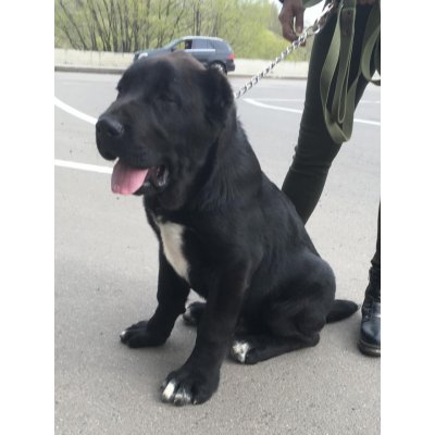 24.04.2021 г. Владимир ВООО КК «Идеал»