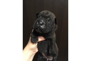 АЛАКСАР СВЕТ НЕПОВТОРИМАЯ БЕТТИ