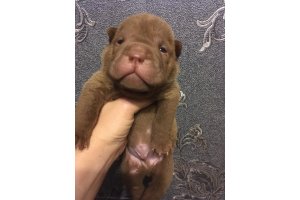 АЛАКСАР СВЕТ НЕЖНЫЙ ЛЕОН