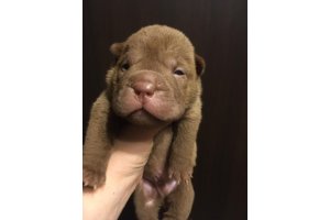 АЛАКСАР СВЕТ НЕЖНЫЙ ЛЕОН