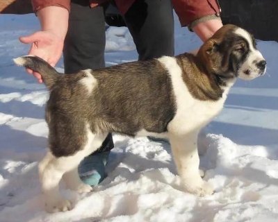 Щенки САО в продаже