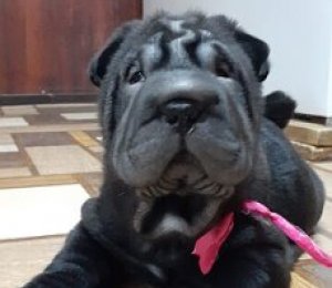 АЛАКСАР СВЕТ НАДИН