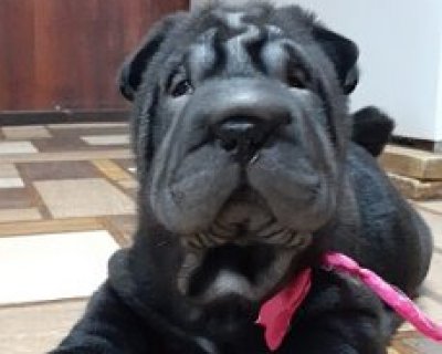 АЛАКСАР СВЕТ НАДИН
