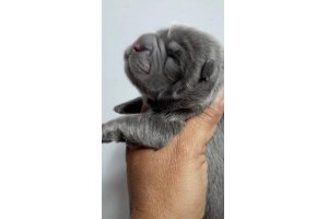 АЛАКСАР СВЕТ РАДОСТНАЯ МОЛЛИ