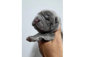 АЛАКСАР СВЕТ РАДОСТНАЯ МОЛЛИ