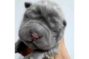АЛАКСАР СВЕТ РАДОСТНАЯ МОЛЛИ