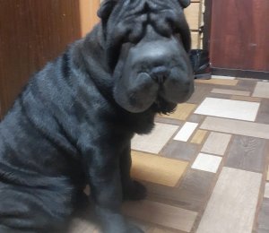 АЛАКСАР СВЕТ ЗИМНЯЯ ВИШНЯ