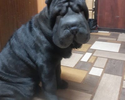 АЛАКСАР СВЕТ ЗИМНЯЯ ВИШНЯ