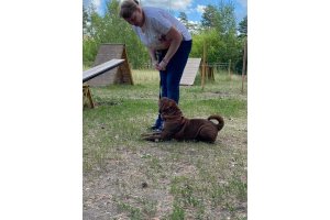 АЛАКСАР СВЕТ ЗВЕЗДНАЯ МИЛА