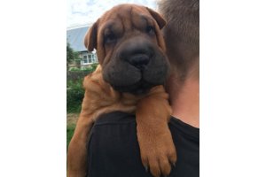 АЛАКСАР СВЕТ ЦЕНТ НА СЧАСТЬЕ