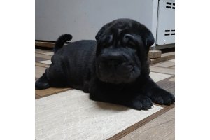 АЛАКСАР СВЕТ ИКАР (продан)