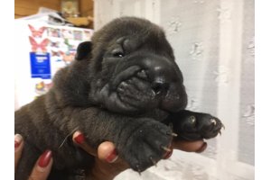 АЛАКСАР СВЕТ ИКАР (продан)