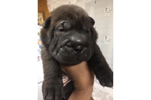 АЛАКСАР СВЕТ ИКАР (продан)