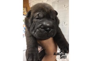 АЛАКСАР СВЕТ ИКАР (продан)