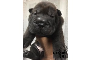 АЛАКСАР СВЕТ ИКАР (продан)