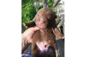 АЛАКСАР СВЕТ ИЛЮША