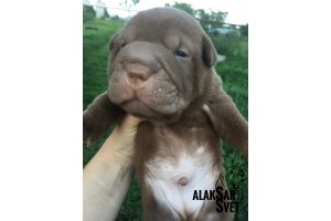 АЛАКСАР СВЕТ ИЛЮША