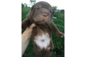 АЛАКСАР СВЕТ ИЛЮША
