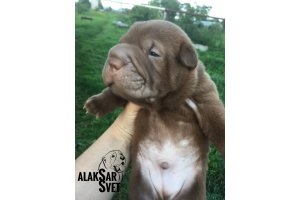 АЛАКСАР СВЕТ ИЛЮША