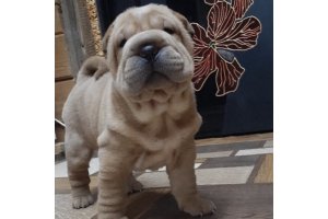 АЛАКСАР СВЕИ ИВА