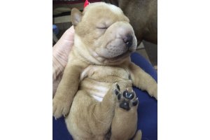 АЛАКСАР СВЕИ ИВА