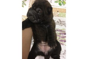 АЛАКСАР СВЕТ ИВЕТТА