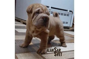 АЛАКСАР СВЕТ ИССИОДОРА (Дора)