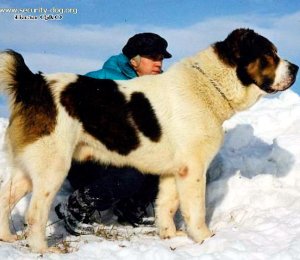САНТАН МАМАЙ ГИССАР