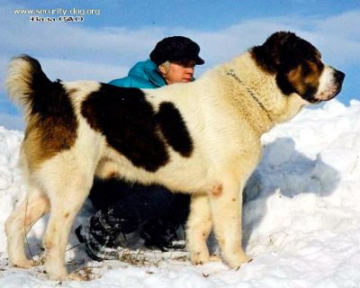 САНТАН МАМАЙ ГИССАР