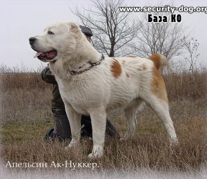 АК НУККЕР АПЕЛЬСИН