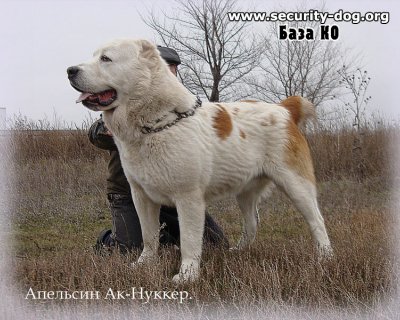 АК НУККЕР АПЕЛЬСИН