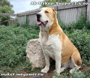 АК НУККЕР ЯНОРА