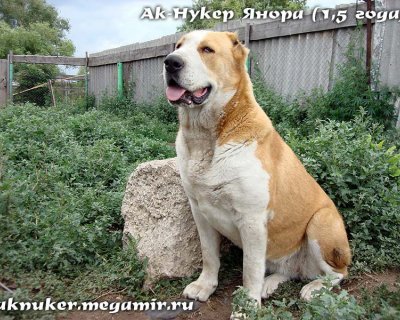 АК НУККЕР ЯНОРА