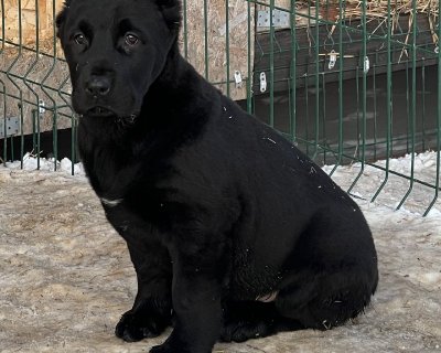 АЛАКСАР СВЕТ БАРТИ