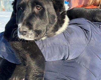 АЛАКСАР СВЕТ БЕЛИССИЯ ФОКС