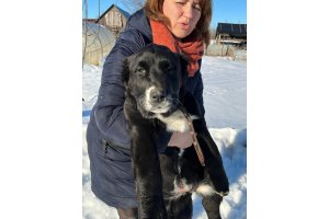 АЛАКСАР СВЕТ БЕЛИССИЯ ФОКС