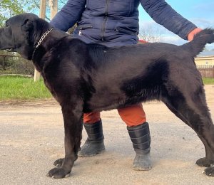 АЛАКСАР СВЕТ БРИДЖИТ БАРДО (БРИД)