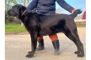 АЛАКСАР СВЕТ БРИДЖИТ БАРДО (БРИД)