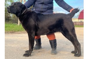 АЛАКСАР СВЕТ БРИДЖИТ БАРДО (БРИД)
