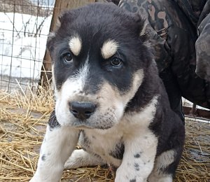 АЛАКСАР СВЕТ ГАНС (продан)