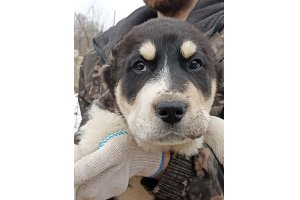АЛАКСАР СВЕТ ГАНС (продан)