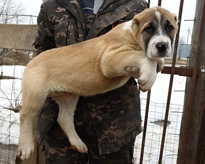 АЛАКСАР СВЕТ ГАРЕТТ