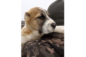 АЛАКСАР СВЕТ ГАРЕТТ (продан)
