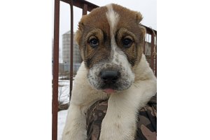 АЛАКСАР СВЕТ ГАРЛЬД (Свободен)