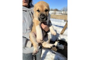 АЛАКСАР СВЕТ ГАРВАРД (продан)