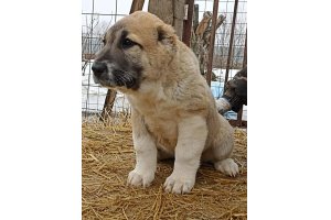 АЛАКСАР СВЕТ ГЮРЗА