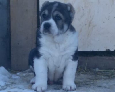 АЛАКСАР СВЕТ ОЛИВЕР