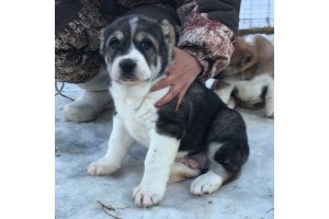 АЛАКСАР СВЕТ ОЛИВЕР