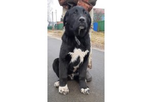 АЛАКСАР СВЕТ ЛАЭРТ