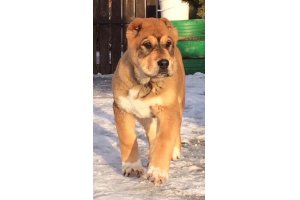 АЛАКСАР СВЕТ ЛАТИН